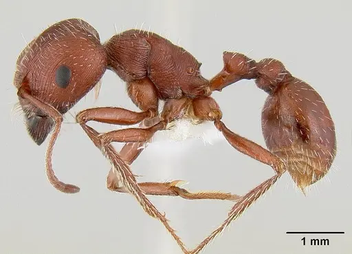 Pogonomyrmex subdentatus - CASENT0106024
