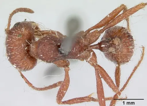 Pogonomyrmex subdentatus - CASENT0173363