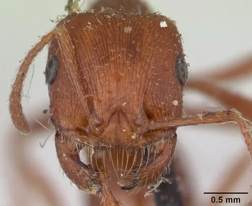 Pogonomyrmex subdentatus - CASENT0173363