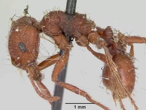 Pogonomyrmex subdentatus - CASENT0173363