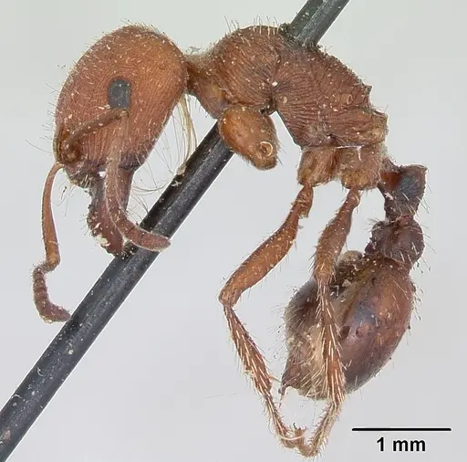 Pogonomyrmex subdentatus - CASENT0173367