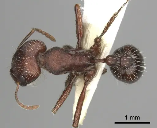 Pogonomyrmex subdentatus - CASENT0235325