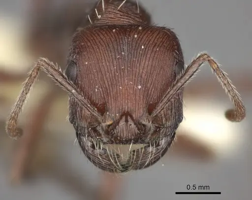 Pogonomyrmex subdentatus - CASENT0235325