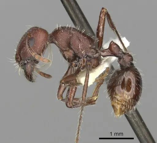 Pogonomyrmex subdentatus - CASENT0235325