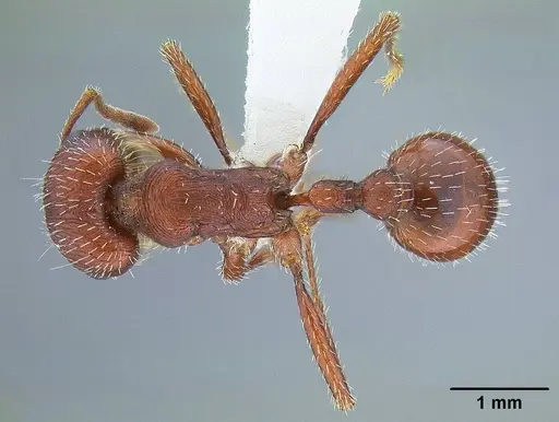 Pogonomyrmex subdentatus - CASENT0732619