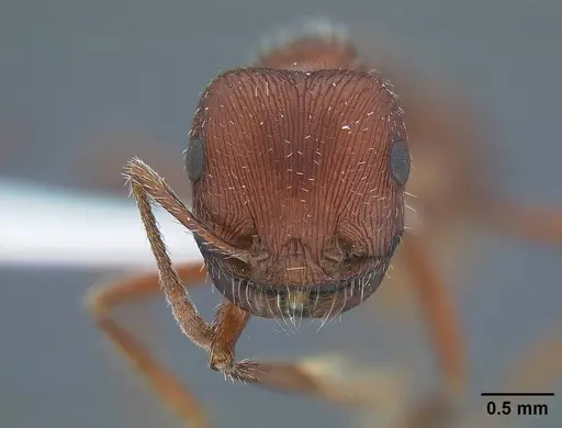 Pogonomyrmex subdentatus - CASENT0732619