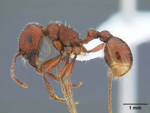 Pogonomyrmex subdentatus - CASENT0732619