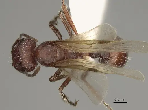 Pogonomyrmex subdentatus - CASENT0863110