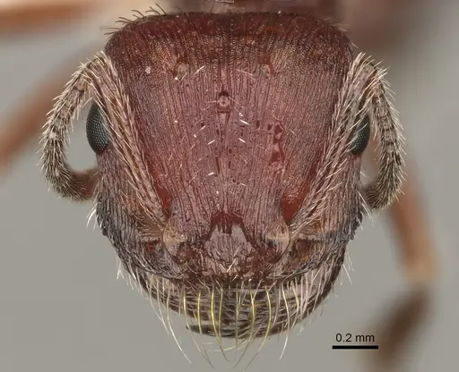 Pogonomyrmex subdentatus - CASENT0863110