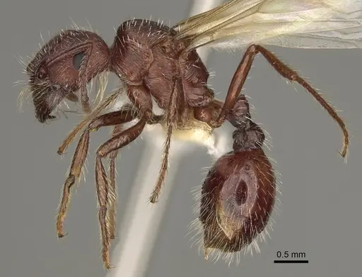 Pogonomyrmex subdentatus - CASENT0863110