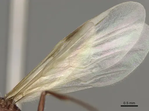 Pogonomyrmex subdentatus - CASENT0863110