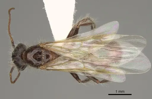 Pogonomyrmex subdentatus - CASENT0863111
