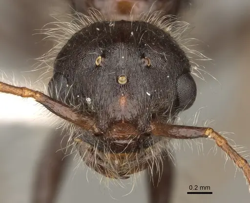 Pogonomyrmex subdentatus - CASENT0863111