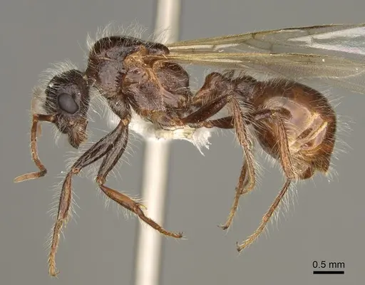 Pogonomyrmex subdentatus - CASENT0863111