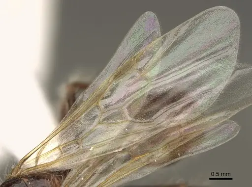 Pogonomyrmex subdentatus - CASENT0863111