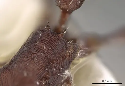 Pogonomyrmex subdentatus - CASENT0914109