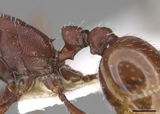 Pogonomyrmex subdentatus - CASENT0914109