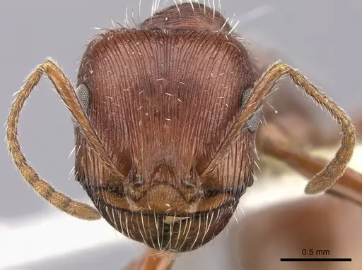 Pogonomyrmex subnitidus - CASENT0217280