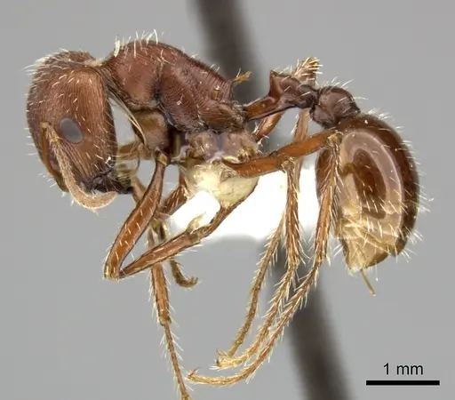 Pogonomyrmex subnitidus - CASENT0235320