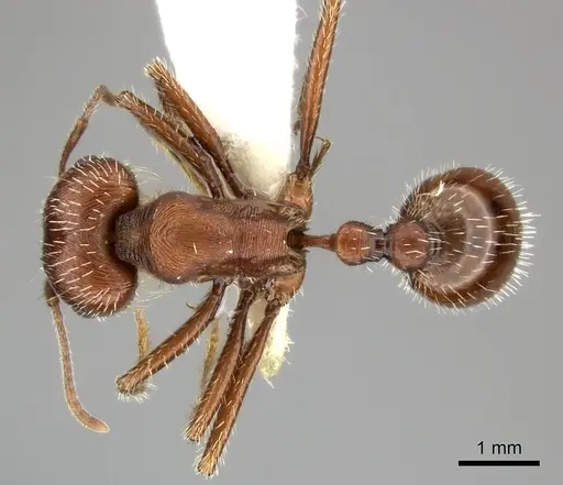 Pogonomyrmex subnitidus - CASENT0235321