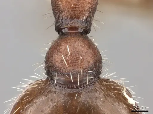 Pogonomyrmex subnitidus - CASENT0235321