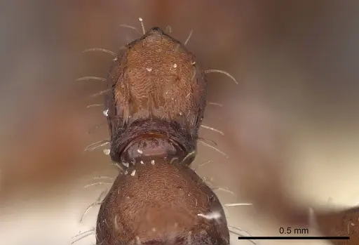 Pogonomyrmex subnitidus - CASENT0914111