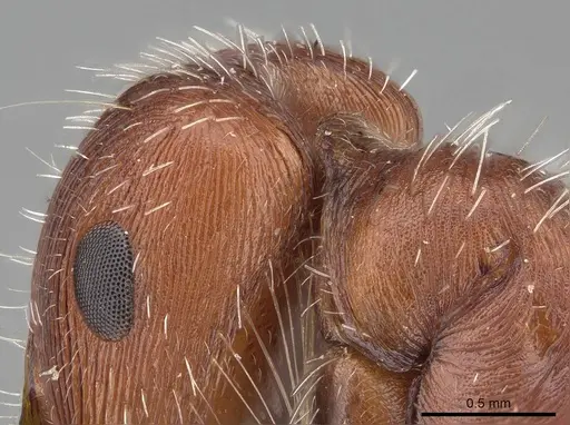 Pogonomyrmex subnitidus - CASENT0914111