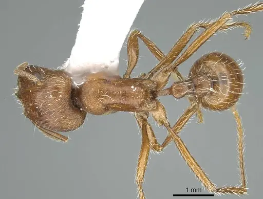 Pogonomyrmex subnitidus - CASENT0914460