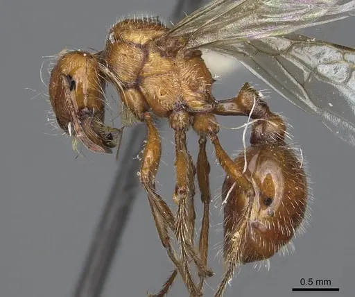 Pogonomyrmex subnitidus - CASENT0923076
