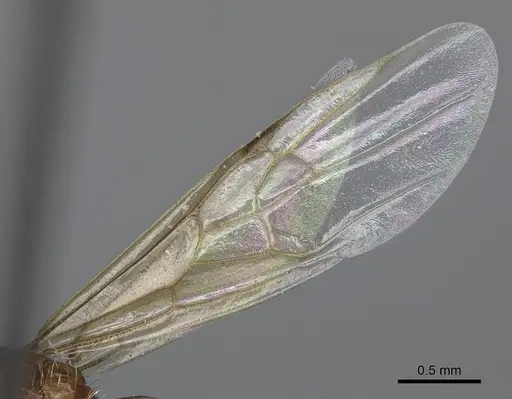 Pogonomyrmex subnitidus - CASENT0923076