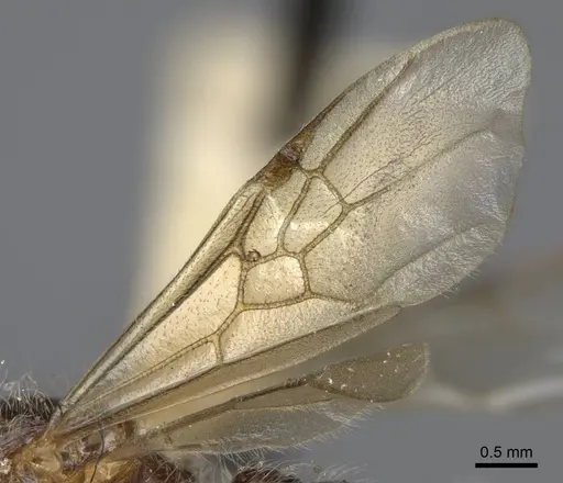 Pogonomyrmex subnitidus - CASENT0923077