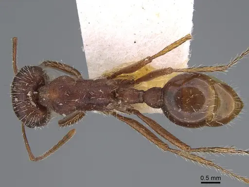 Pogonomyrmex subnitidus - CASENT8368487