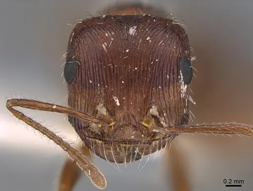 Pogonomyrmex subnitidus - CASENT8368487