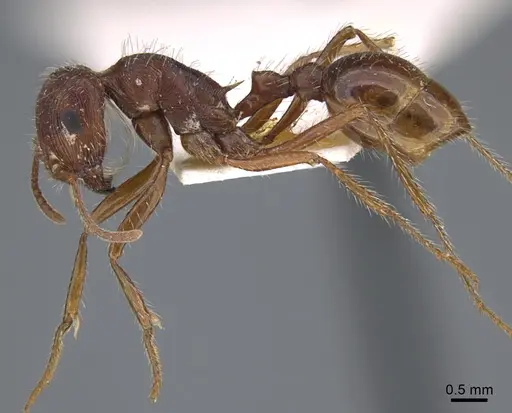 Pogonomyrmex subnitidus - CASENT8368487