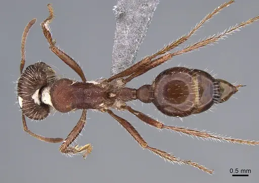 Pogonomyrmex subnitidus - CASENT8368488