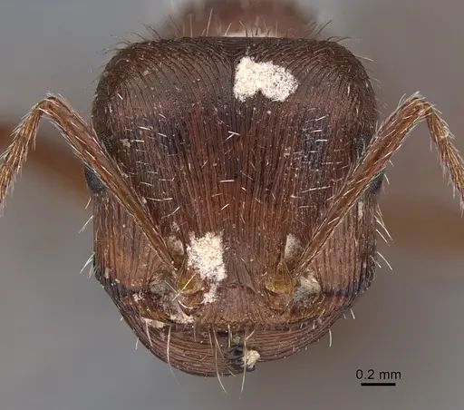 Pogonomyrmex subnitidus - CASENT8368488