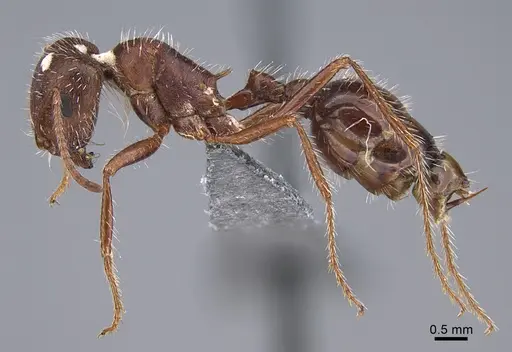 Pogonomyrmex subnitidus - CASENT8368488