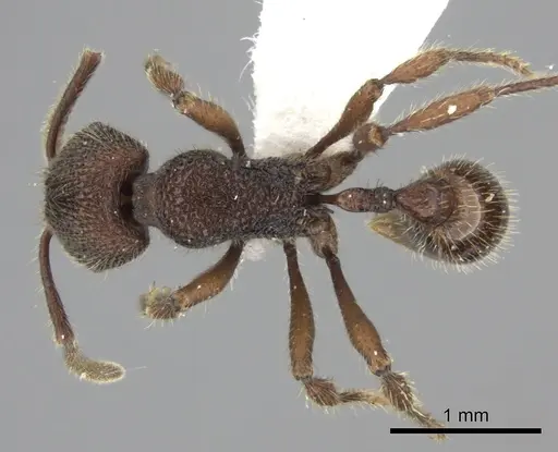 Pogonomyrmex sylvestris specimen