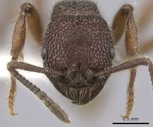 Pogonomyrmex sylvestris specimen