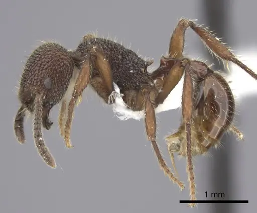 Pogonomyrmex sylvestris specimen