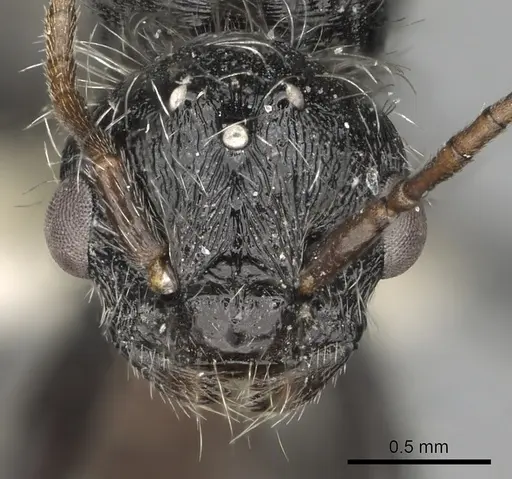 Pogonomyrmex tafi specimen