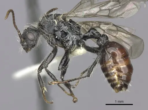 Pogonomyrmex tafi specimen