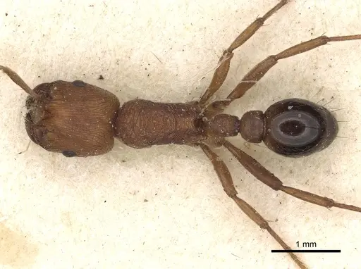 Pogonomyrmex tenuipubens specimen