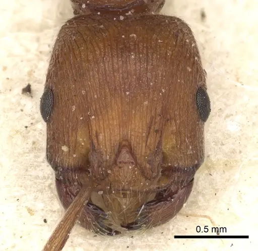 Pogonomyrmex tenuipubens specimen