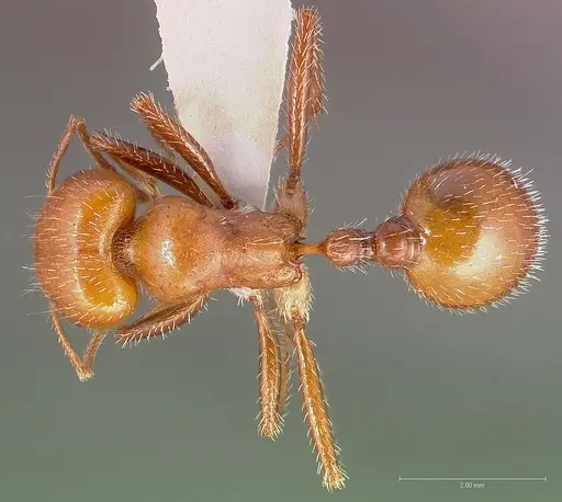 Pogonomyrmex tenuispinus specimen