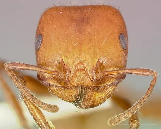 Pogonomyrmex tenuispinus specimen