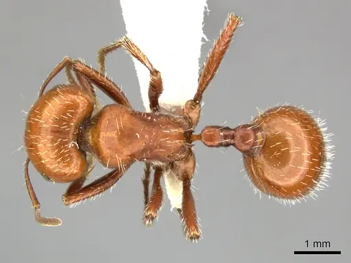 Pogonomyrmex tenuispinus - CASENT0235314
