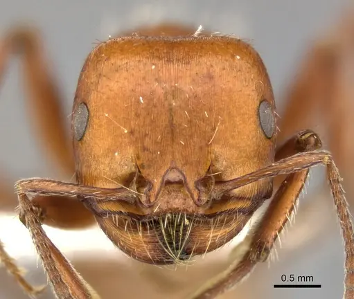 Pogonomyrmex tenuispinus - CASENT0235314