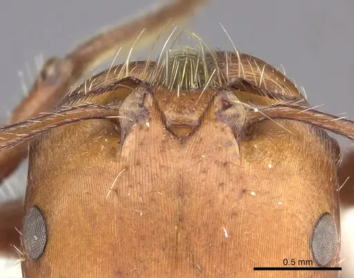 Pogonomyrmex tenuispinus - CASENT0235314