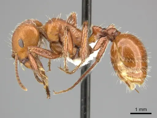 Pogonomyrmex tenuispinus - CASENT0235314